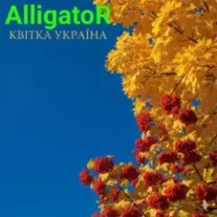 Обложка трека Квітка УКРАЇНА