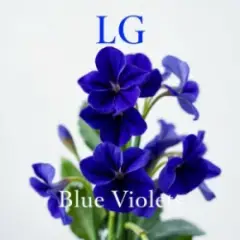 Обложка трека ლურჯი იები-Blue Violets