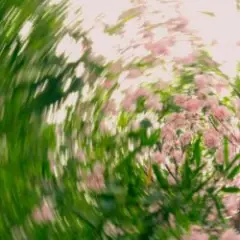Обложка трека A Clearing