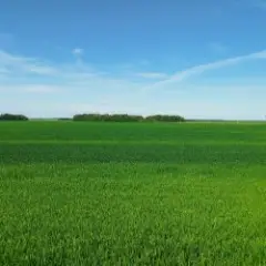 Обложка трека Трава