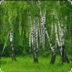 Обложка трека Родные края