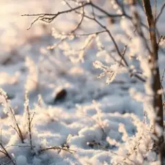 Обложка трека Мороз трескучий